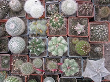 Фото коллекции В.М. Павлика (г. Жашков)