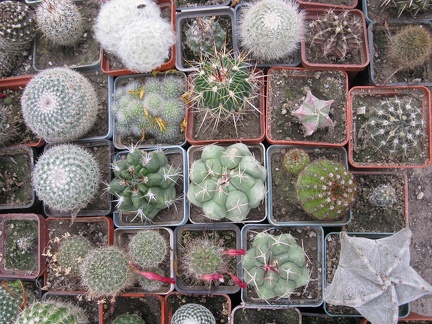 Фото коллекции В.М. Павлика (г. Жашков)