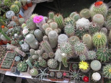 Фото коллекции В.М. Павлика (г. Жашков)