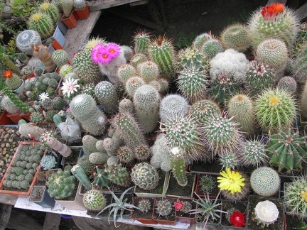 Фото коллекции В.М. Павлика (г. Жашков)