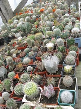 Фото коллекции В.М. Павлика (г. Жашков)