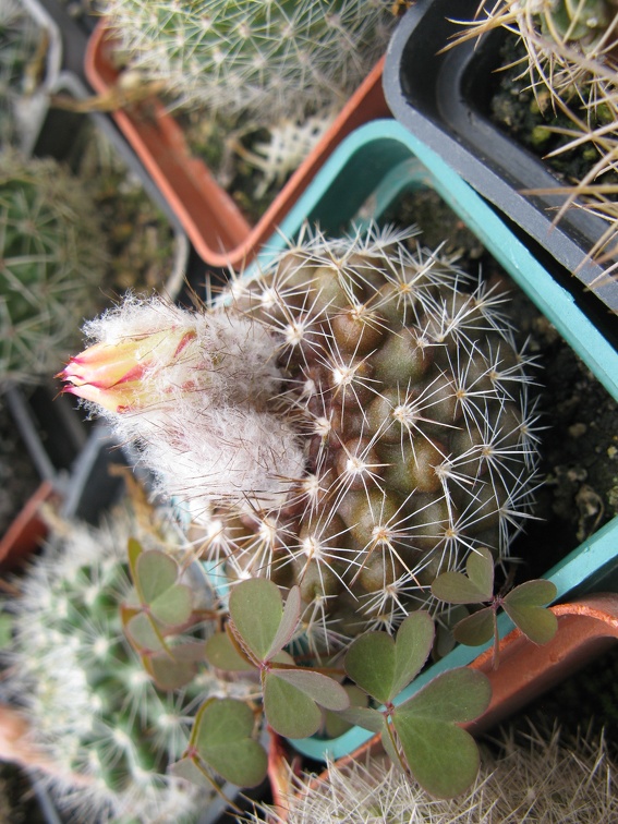 Фото коллекции В.М. Павлика (г. Жашков)