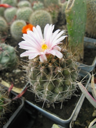 Фото коллекции В.М. Павлика (г. Жашков)