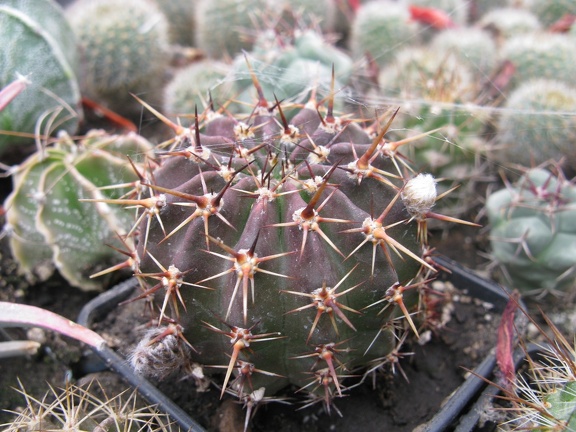 Фото коллекции В.М. Павлика (г. Жашков)