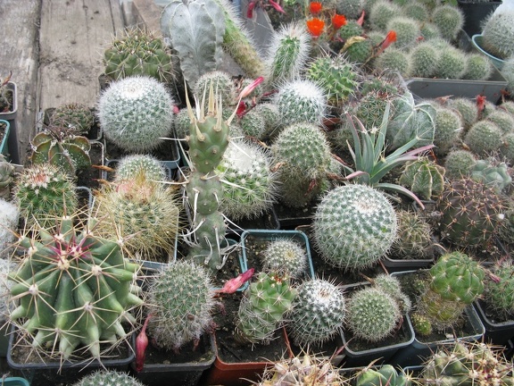 Фото коллекции В.М. Павлика (г. Жашков)