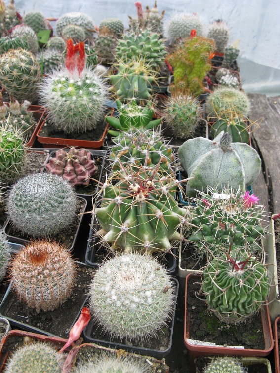 Фото коллекции В.М. Павлика (г. Жашков)