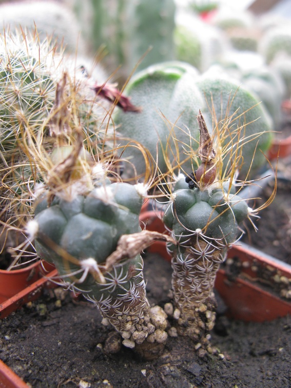 Фото коллекции В.М. Павлика (г. Жашков)