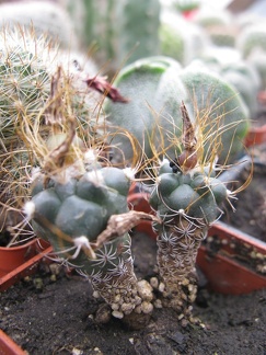 Фото коллекции В.М. Павлика (г. Жашков)