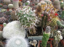 Фото коллекции В.М. Павлика (г. Жашков)