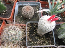 Фото коллекции В.М. Павлика (г. Жашков)