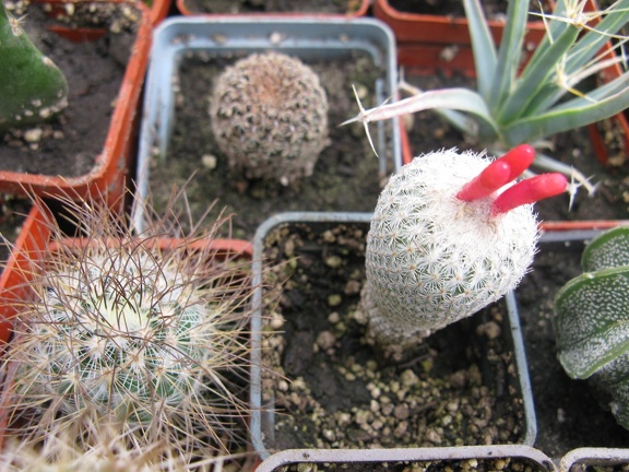 Фото коллекции В.М. Павлика (г. Жашков)