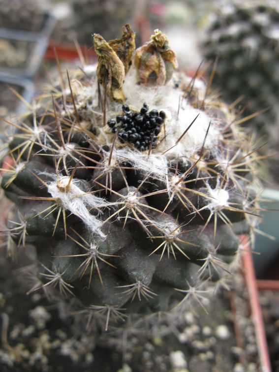 Фото коллекции В.М. Павлика (г. Жашков)