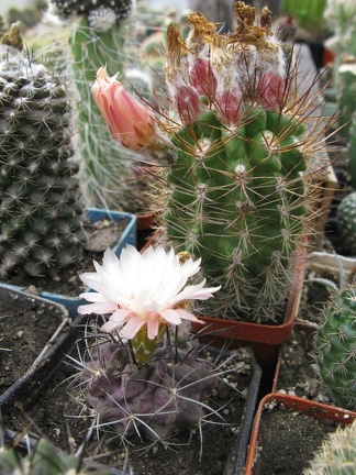 Фото коллекции В.М. Павлика (г. Жашков)