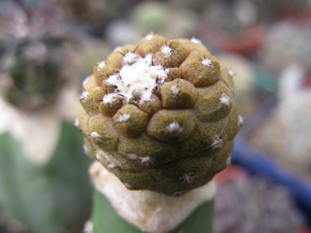 Фото коллекции В.М. Павлика (г. Жашков)