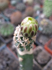 Фото коллекции В.М. Павлика (г. Жашков)