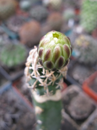 Фото коллекции В.М. Павлика (г. Жашков)