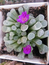 Фото коллекции В.М. Павлика (г. Жашков)