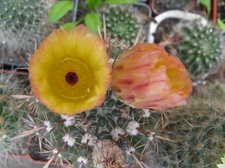 Фото коллекции В.М. Павлика (г. Жашков)