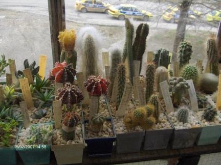 Коллекция Галина Радкова (Варна, Болгария)