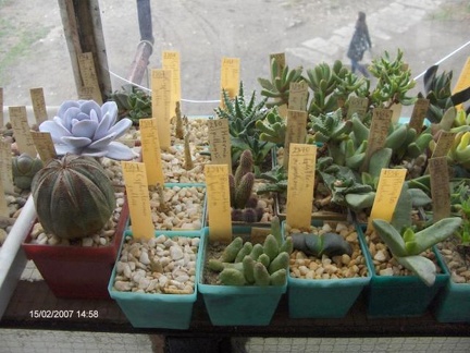 Коллекция Галина Радкова (Варна, Болгария)