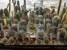 Коллекция Галина Радкова (Варна, Болгария)