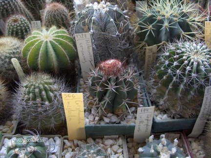 Коллекция Галина Радкова (Варна, Болгария)