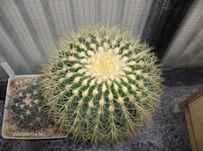 Коллекция Галина Радкова (Варна, Болгария)