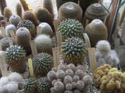 Коллекция Галина Радкова (Варна, Болгария)