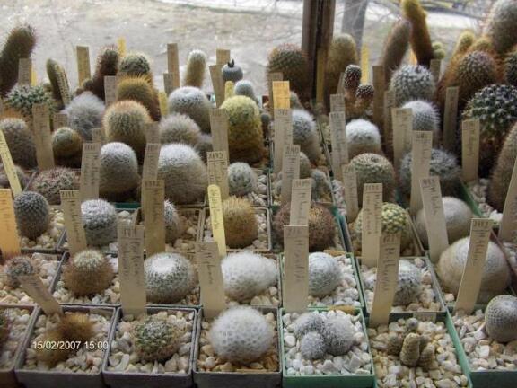 Коллекция Галина Радкова (Варна, Болгария)