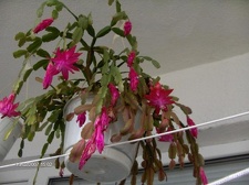 Коллекция Галина Радкова (Варна, Болгария)