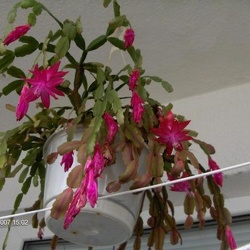 Фото коллекции Галина Радкова (г. Варна, Болгария)