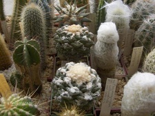 Коллекция Галина Радкова (Варна, Болгария)