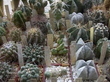 Коллекция Галина Радкова (Варна, Болгария)