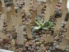 Коллекция Галина Радкова (Варна, Болгария)