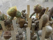 Коллекция Галина Радкова (Варна, Болгария)