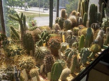 Коллекция Галина Радкова (Варна, Болгария)