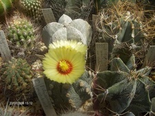 Коллекция Галина Радкова (Варна, Болгария)