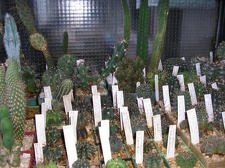 Коллекция Галина Радкова (Варна, Болгария)