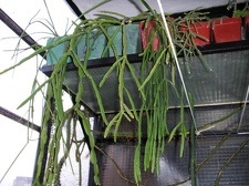 Коллекция Галина Радкова (Варна, Болгария)