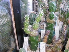 Коллекция Галина Радкова (Варна, Болгария)