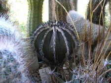 Коллекция Галина Радкова (Варна, Болгария)