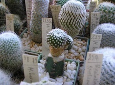 Коллекция Галина Радкова (Варна, Болгария)