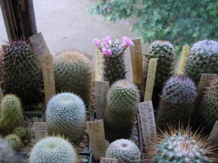 Коллекция Галина Радкова (Варна, Болгария)