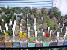 Коллекция Галина Радкова (Варна, Болгария)