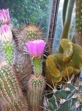 Коллекция Галина Радкова (Варна, Болгария)