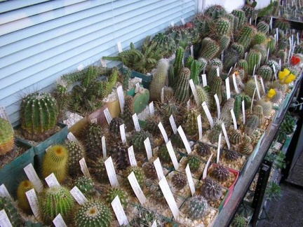 Коллекция Галина Радкова (Варна, Болгария)