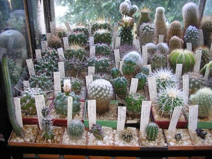 Коллекция Галина Радкова (Варна, Болгария)