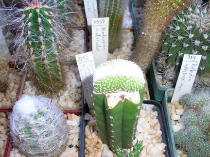 Коллекция Галина Радкова (Варна, Болгария)