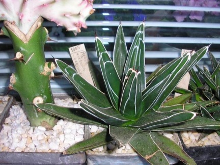 Коллекция Галина Радкова (Варна, Болгария)