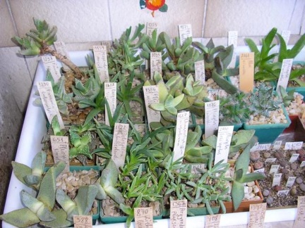 Коллекция Галина Радкова (Варна, Болгария)